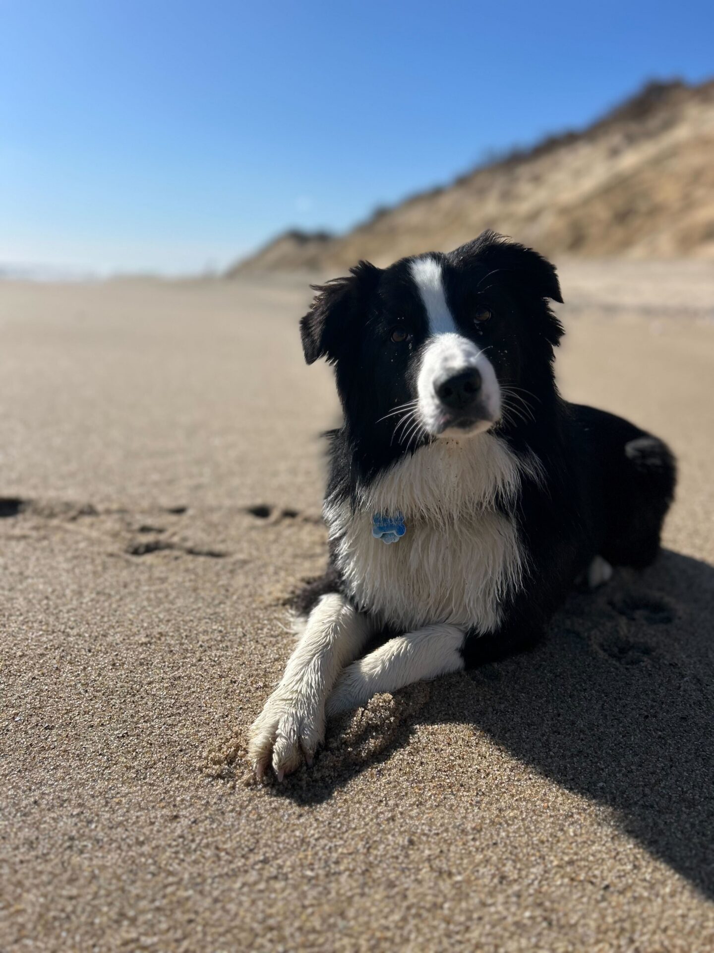 photo of Bode