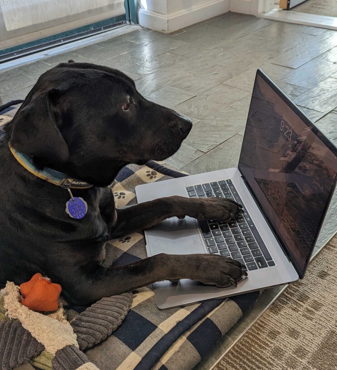 photo of Callie
